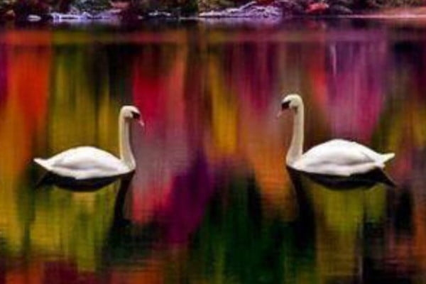 Pareja de cisnes en un lago. La foto transmite la calma que se desea acudiendo a terapia de pareja