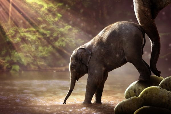 Elefante adulto que anima al elefante más joven a avanzar. Objetivos de la terapia familiar