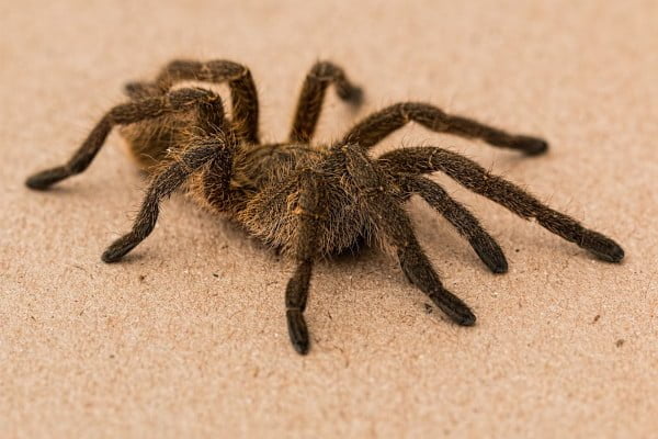 Fobia, se ve una araña, tarántula