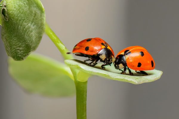 Pareja de mariquitas sobre una hoja. Romántica, amor y terapia de pareja