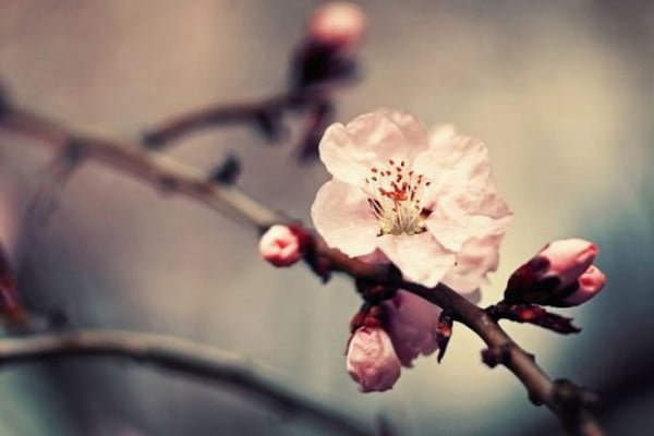 La imagen inspira Tecnicas congitivo conductuales propias de un psicólogo